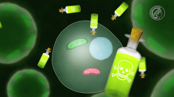 Zellorganellen 607