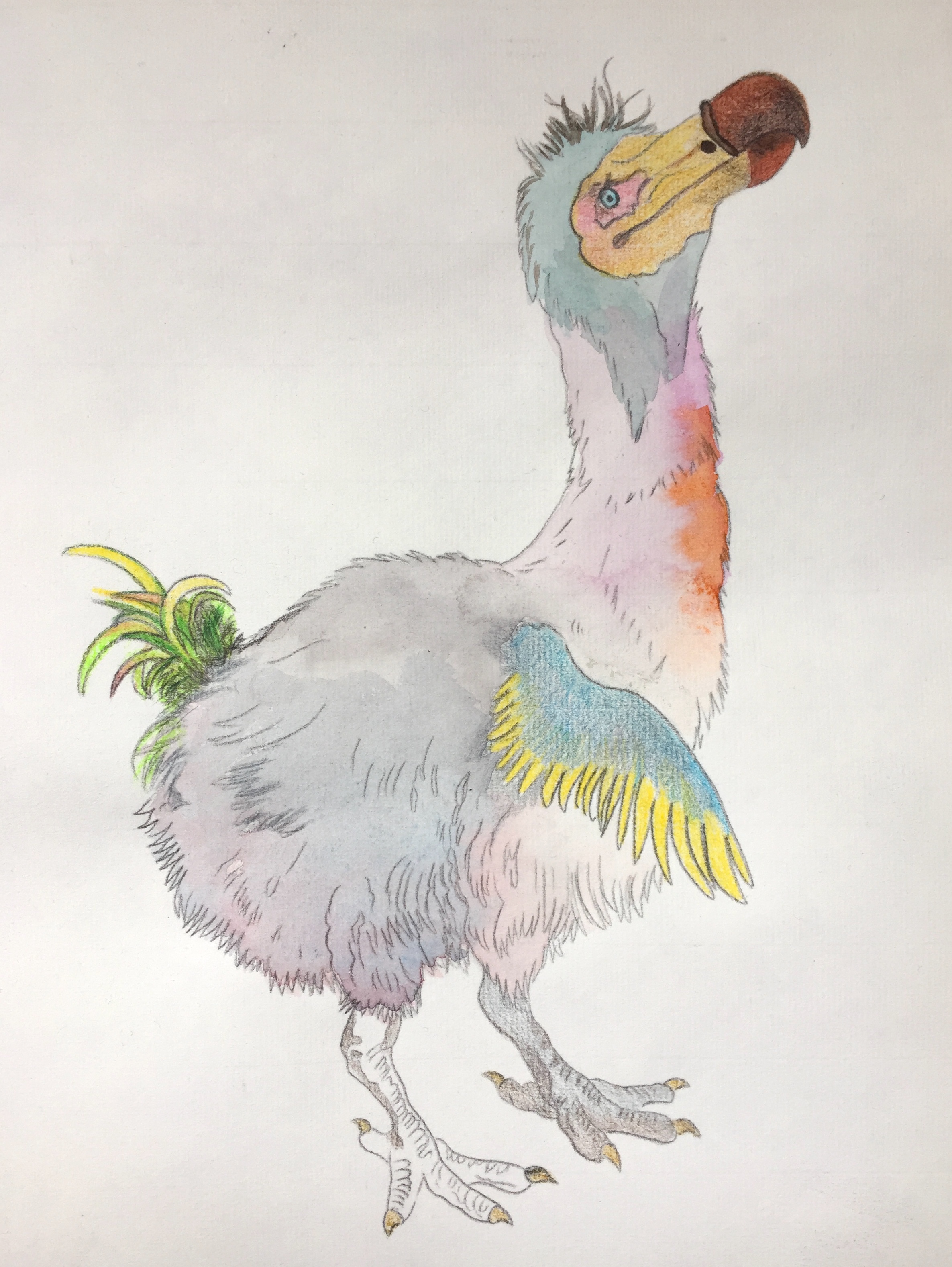 Dodo