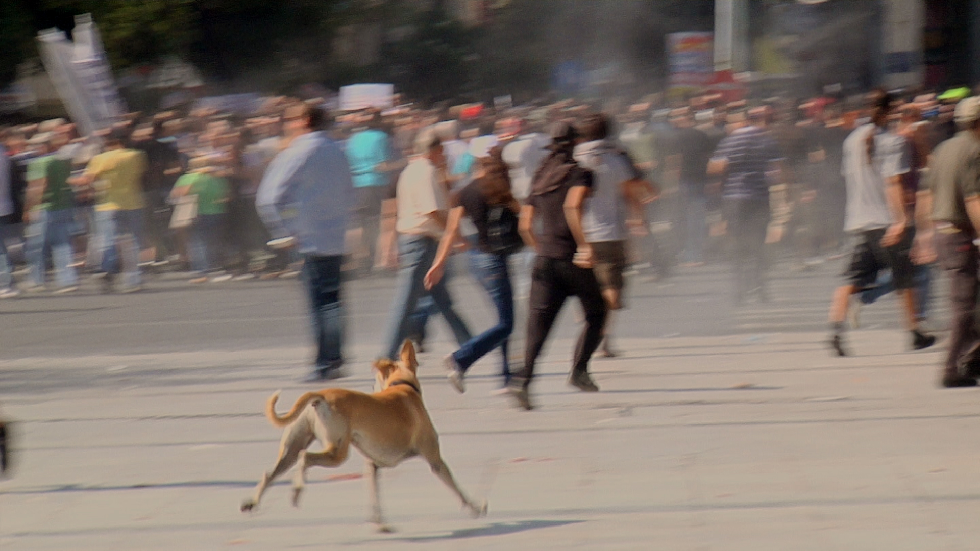 greek animal rescue