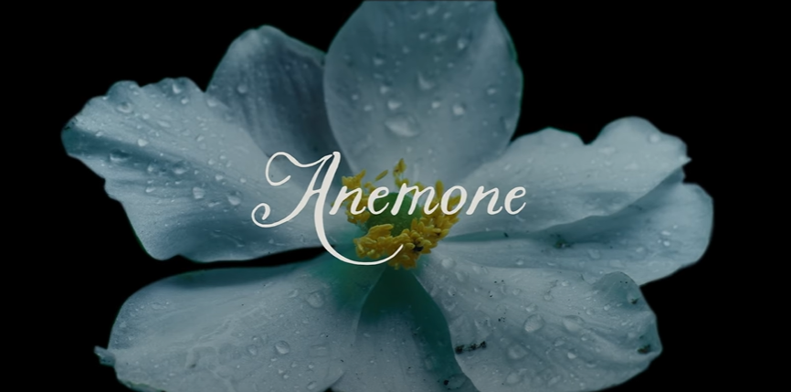 Anemone