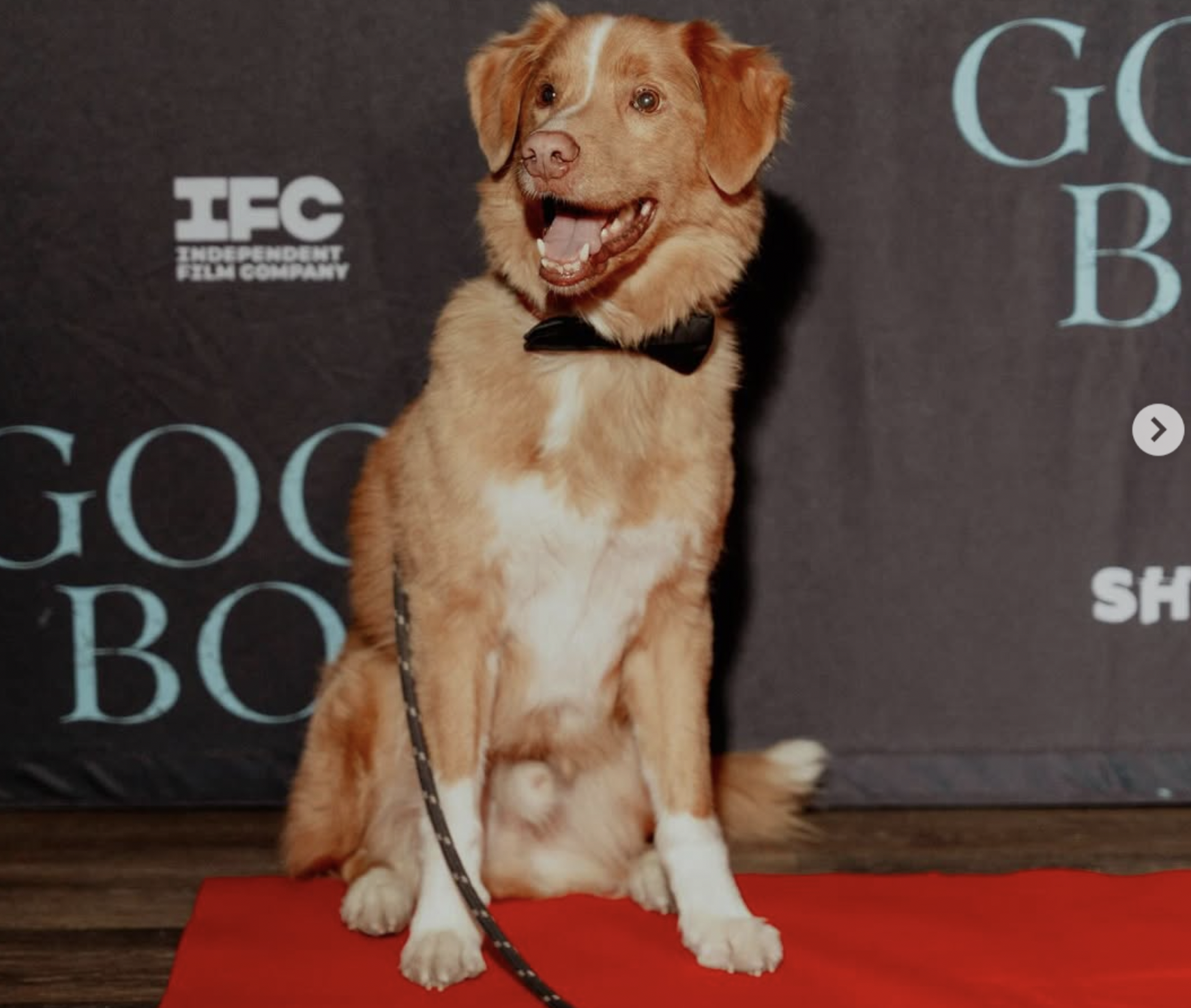Indy Good Boy