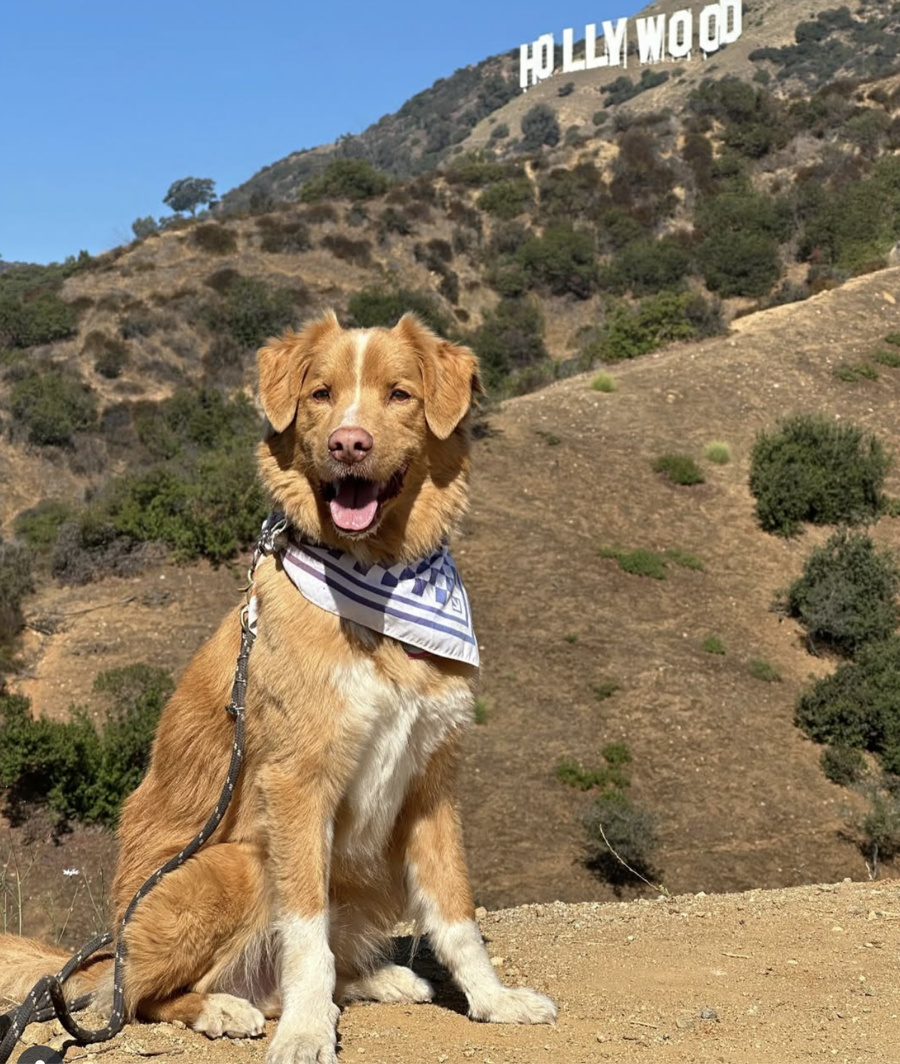 Indy Good Boy