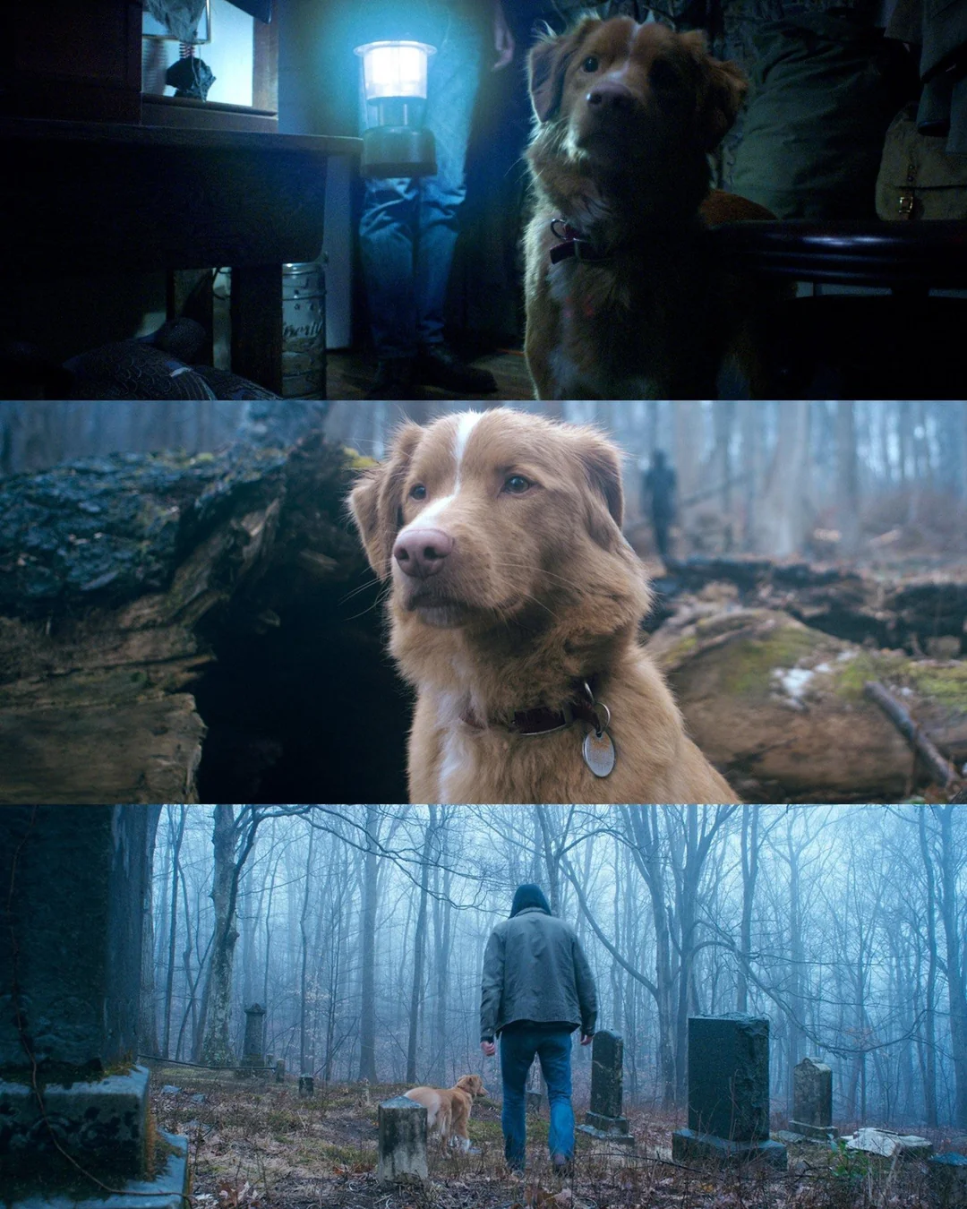 Indy Good Boy