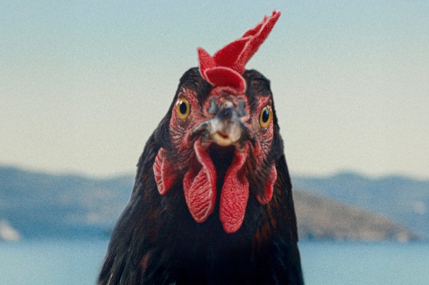 hen
