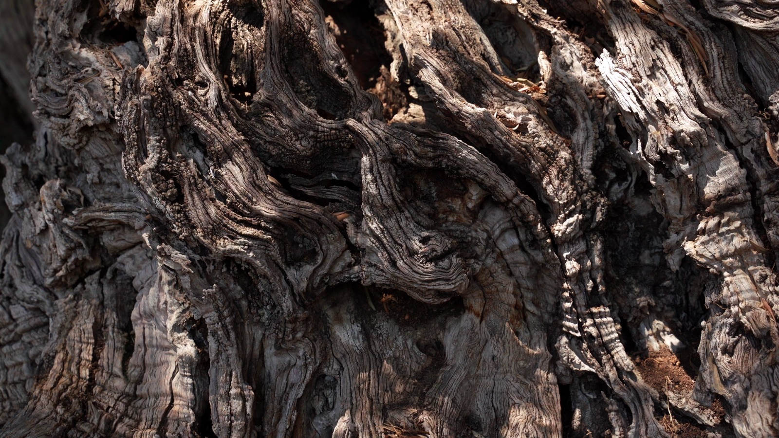 ethnofest Η Ελιά