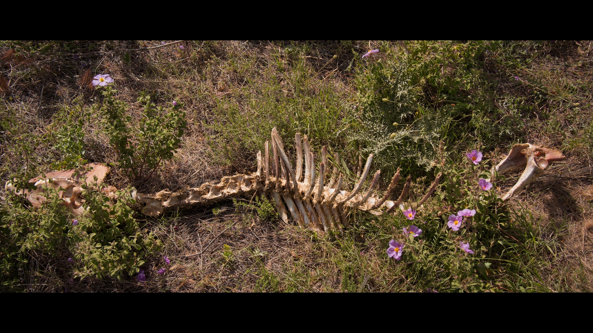 Οι Επικηρυγμένοι