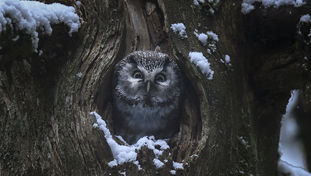Το Τραγούδι του Δάσους