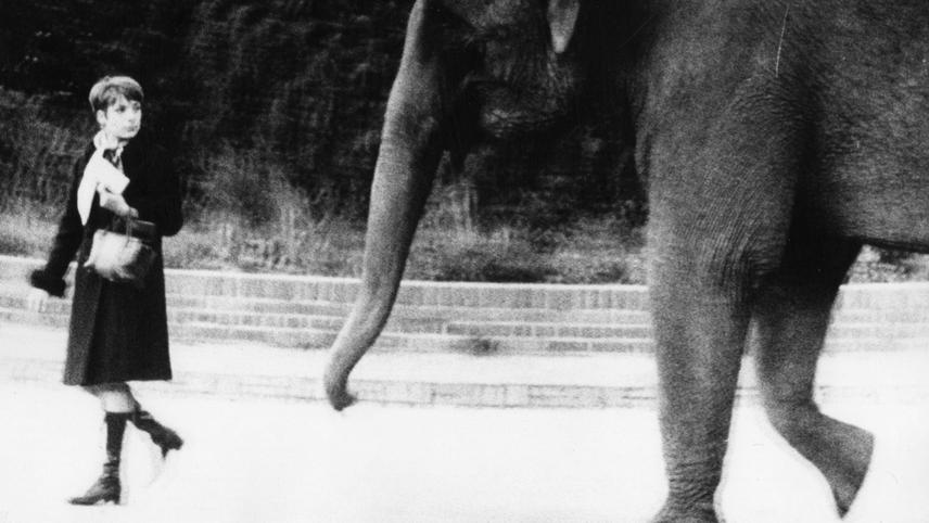 The Artists in the Big Top: Perplexed