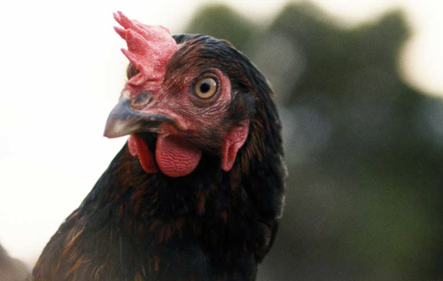 Hen