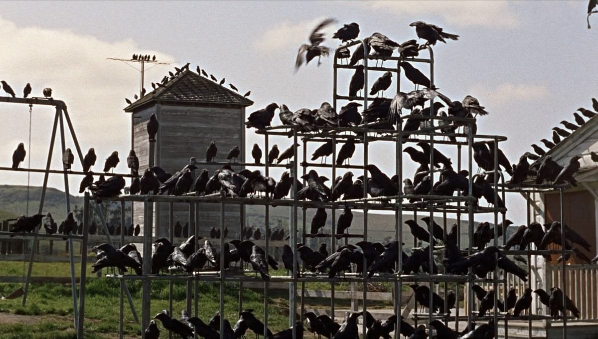 The Birds