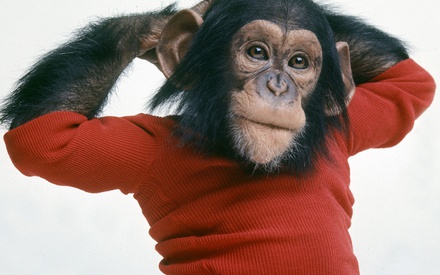 «Project Nim»: οι πίθηκοι δε μιλάνε μόνο στις ταινίες!