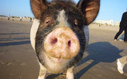 «Divine Pig». Ενα λαχταριστό ντοκιμαντέρ