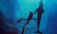 «Dolphin Man»: O Λευτέρης Χαρίτος βυθίζεται στο απέραντο γαλάζιο της φιλοσοφίας ζωής του Ζακ Μαγιόλ