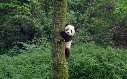 «Pandas»: Αν χρειάζεστε μια δικαιολογία για να χαζέψετε χαριτωμένα πάντα, μόλις τη βρήκατε