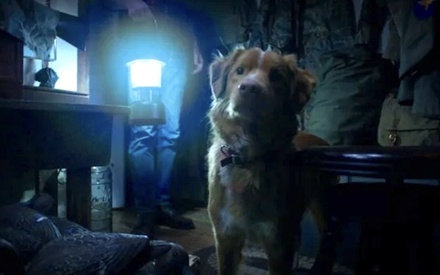 Good Boy