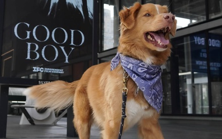 Γνωρίστε τον Indy, τον πραγματικό σταρ του «Good Boy»