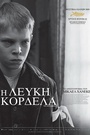Η Λευκή Κορδέλα