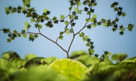 Animagreen: Το Animasyros 12 έχει χρώμα