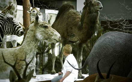 21ο ΦΝΘ | Στο «Animus Animalis» τα ζώα μοιάζουν σχεδόν ζωντανά!