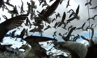 «Leviathan»: Ενα ντοκιμαντέρ τόσο επικό όσο κι ο Μόμπι Ντικ