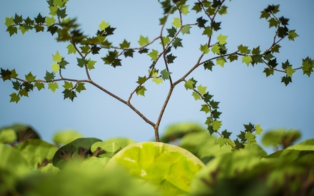 Animagreen: Το Animasyros 12 έχει χρώμα