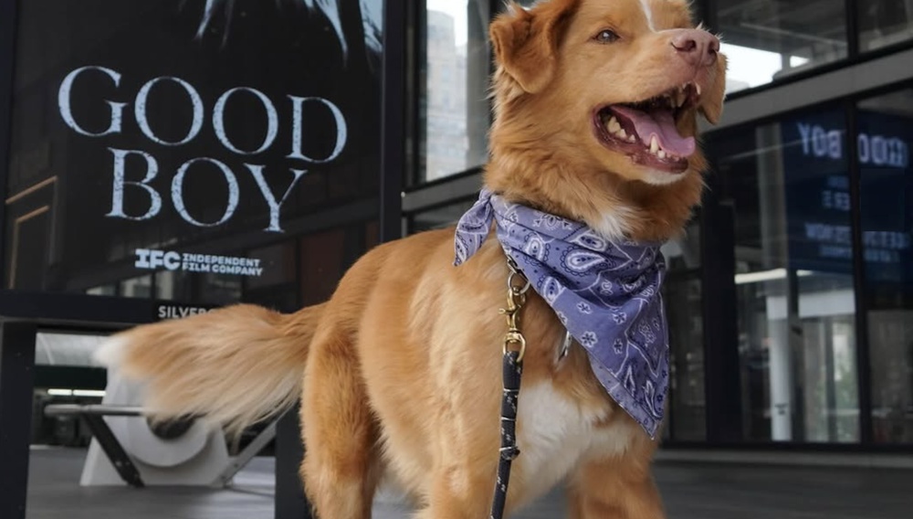 Γνωρίστε τον Indy, τον πραγματικό σταρ του «Good Boy»